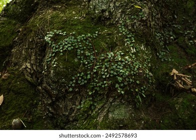 2025069期福彩开奖结果最新公布 2025069期福彩开奖结果最新公布