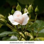 2025080期双色球开奖结果最新公布 ihgndq5qh