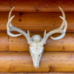 2025077期开奖结果公布最新中奖号码揭晓 xvkjd5